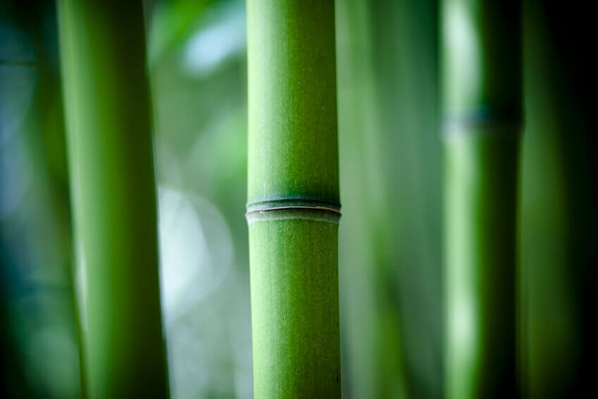 Cómo el feng shui puede mejorar la armonía familiar