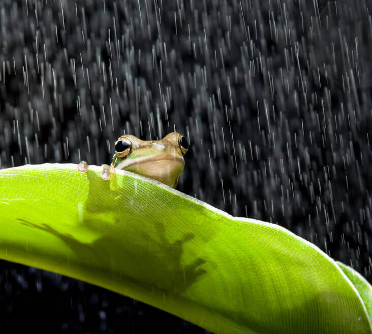 Lluvias de animales