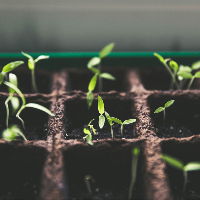 Las Plantas Mágicas