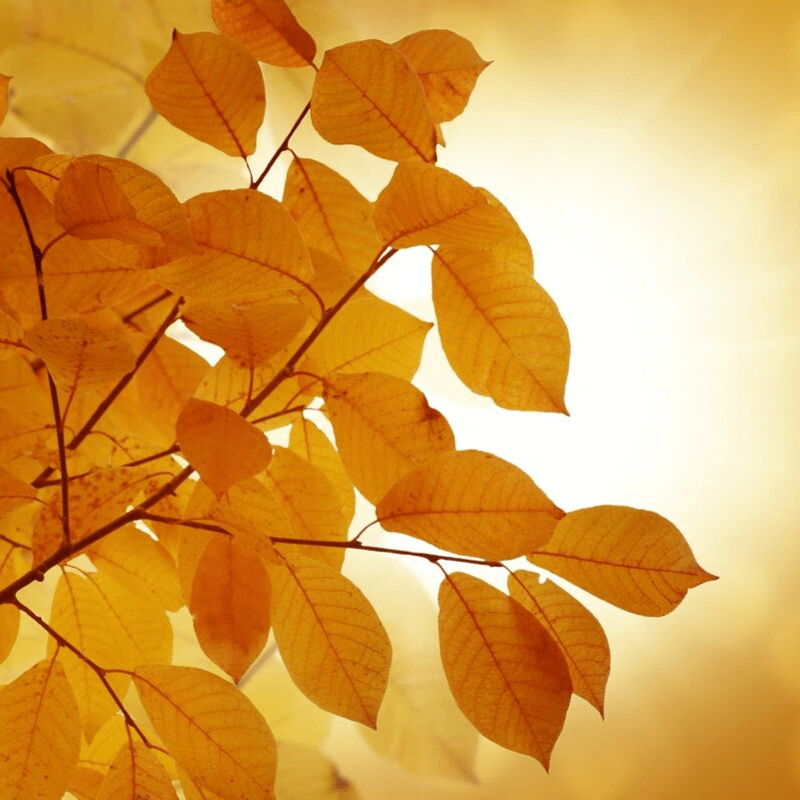 ¿Tiene el equinoccio de otoño un significado especial?